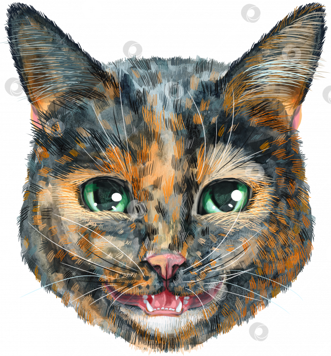 Скачать Прекрасный портрет короткошерстной черепаховой кошки крупным планом в пастельных тонах. Нарисованная вручную акварелью картина фотосток Ozero