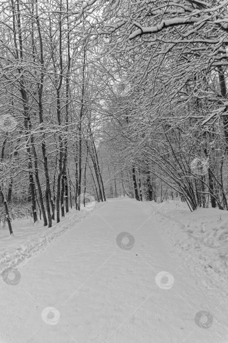 Скачать Пешеходная дорожка в зимнем лесу. фотосток Ozero