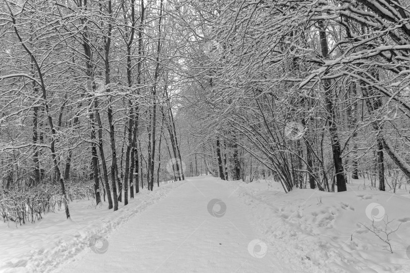 Скачать Пешеходная дорожка в зимнем лесу. фотосток Ozero