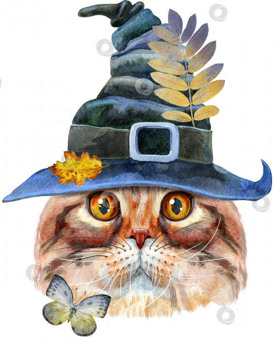 Скачать Прекрасный портрет Хайленд-фолдской кошки крупным планом в шляпе ведьмы. Рисованная акварель от руки фотосток Ozero