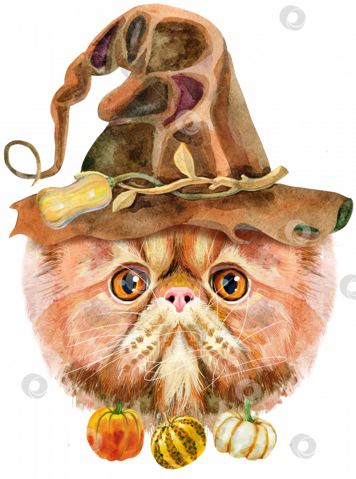 Скачать Прекрасный портрет экзотической короткошерстной кошки крупным планом в шляпе ведьмы с маленькими тыквами. Рисованная акварель от руки фотосток Ozero