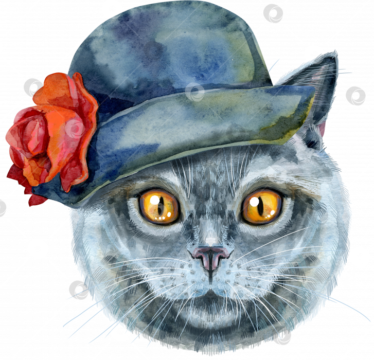 Скачать Прекрасный портрет британской короткошерстной кошки классического окраса голубого цвета крупным планом в серой шляпе с красным цветком. Рисованная акварелью от руки картина фотосток Ozero