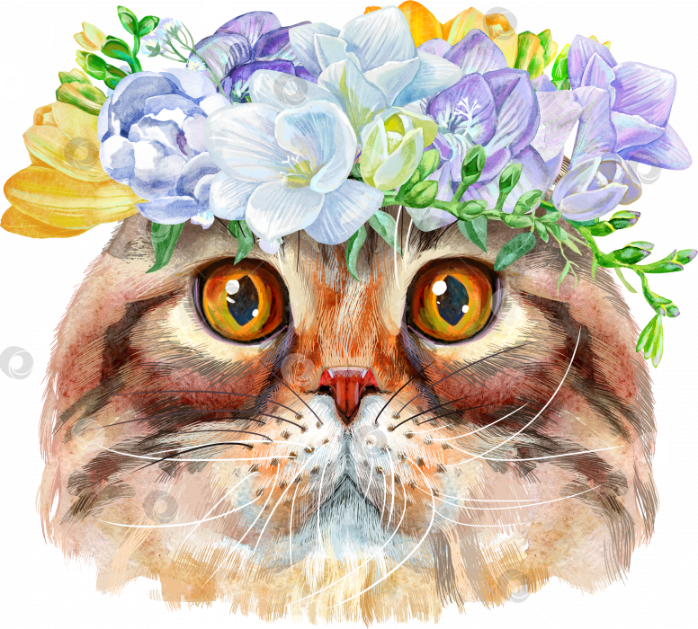 Скачать Прекрасный портрет Хайленд-фолдской кошки крупным планом в венке из цветов. Рисованная акварель от руки фотосток Ozero