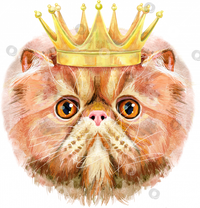 Скачать Прекрасный портрет экзотической короткошерстной кошки крупным планом в золотой короне. Рисованная акварель от руки фотосток Ozero