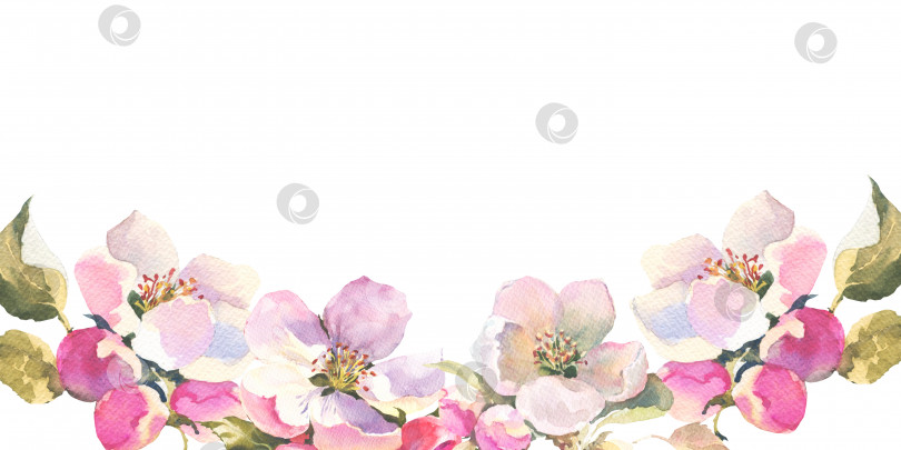 Скачать Акварельная иллюстрация, изящная ветка яблони с цветами и листьями. Горизонтальная рамка с весенними розовыми цветами. фотосток Ozero