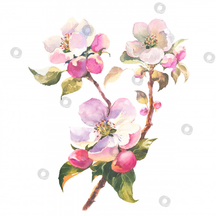 Скачать Акварельная иллюстрация ручной работы с цветущей веткой яблони на белом фоне, изолированная акварельная иллюстрация. Приглашение. Свадебная открытка. фотосток Ozero