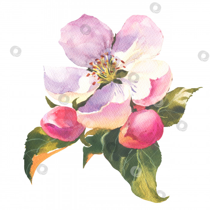 Скачать Акварельная ветка яблони и цветы, цветущее дерево. Он идеально подходит для свадебных открыток и приглашений, открыток на день матери и день рождения. фотосток Ozero
