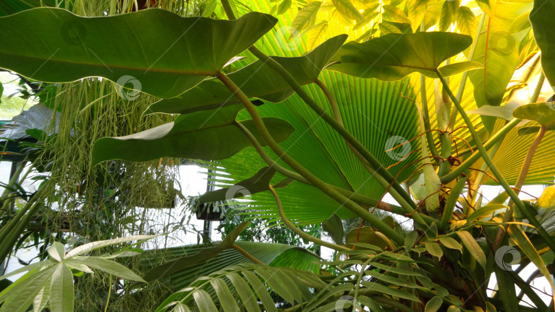 Скачать Тропические растения в ботаническом саду. фотосток Ozero