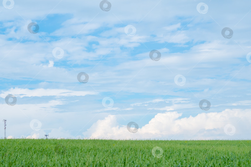 Скачать Зеленый луг с голубым небом и пушистыми облаками на горизонте фотосток Ozero