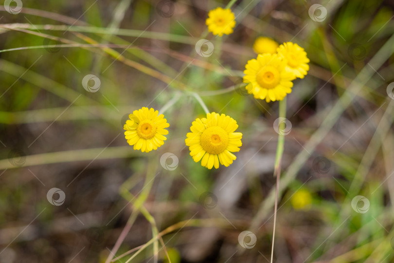 Скачать coleostefus myconis крупным планом. желтые полевые цветы вид сверху фотосток Ozero