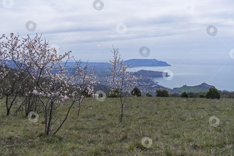 Скачать Цветущие миндальные деревья на вершине горы. фотосток Ozero