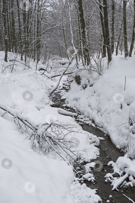 Скачать Ручей в зимнем лесу. фотосток Ozero