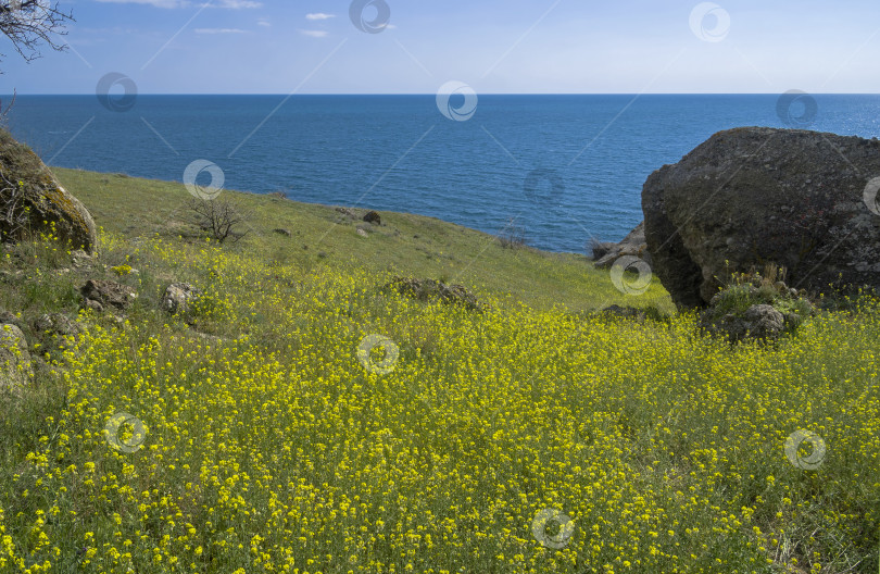 Скачать Цветущие полевые цветы на берегах мыса Меганом. Крым. фотосток Ozero