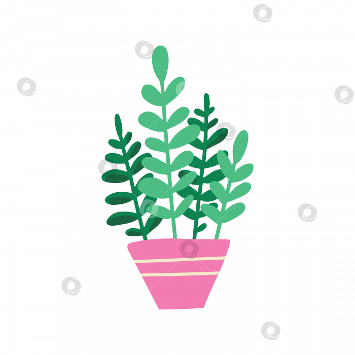 Скачать Комнатное растение в горшке. Красивая рисованная изолированная векторная иллюстрация с замиокульками. фотосток Ozero