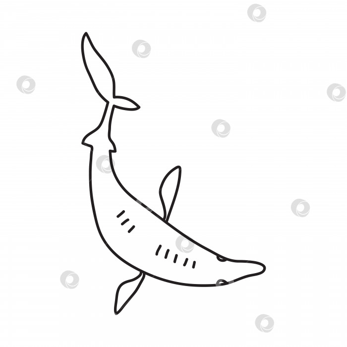 Скачать Векторная стоковая иллюстрация с одним объектом: животное, нарисованное от руки, в стиле каракули. фотосток Ozero