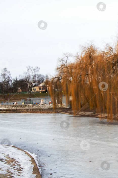 Скачать На переднем плане у замерзшего озера растет ива фотосток Ozero