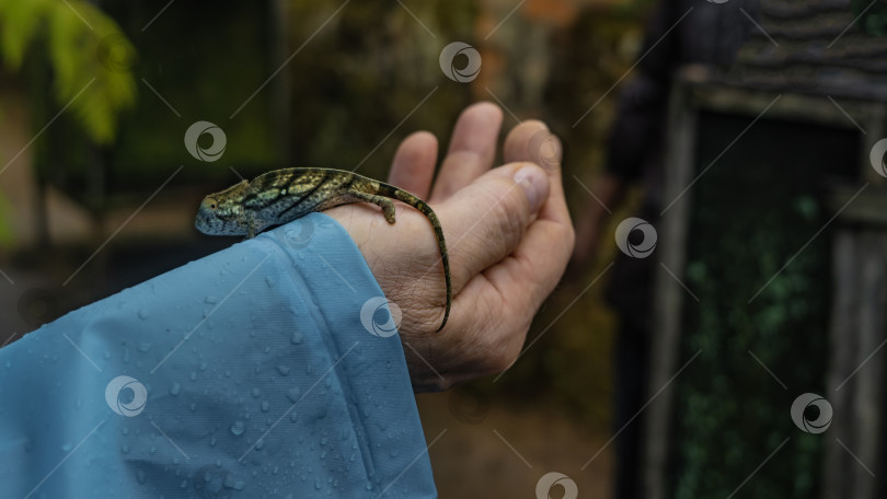 Скачать Крошечный хамелеон brookesia stumpffi сидит на руке мужчины. фотосток Ozero