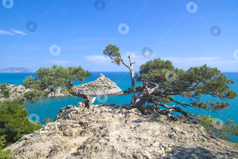 Скачать Старые изогнутые можжевельники на берегу моря. фотосток Ozero