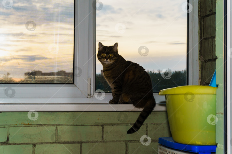 Скачать Кошка на окне фотосток Ozero