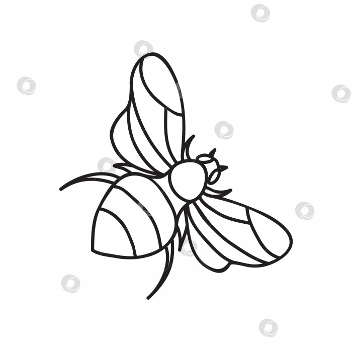 Скачать Векторная стоковая иллюстрация с одним объектом: насекомые, нарисованные от руки, в стиле каракули. фотосток Ozero
