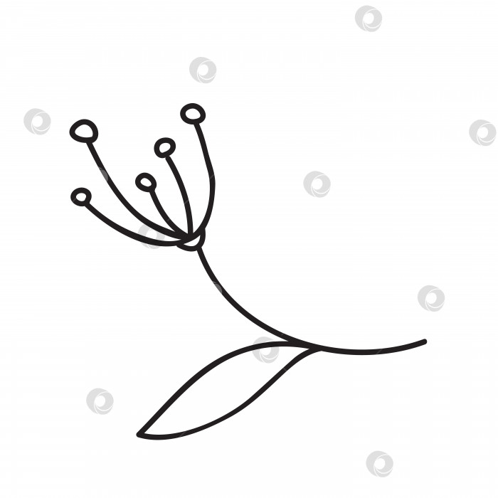 Скачать Векторная стоковая иллюстрация с одним объектом: растение, нарисованное от руки, в стиле каракули. фотосток Ozero