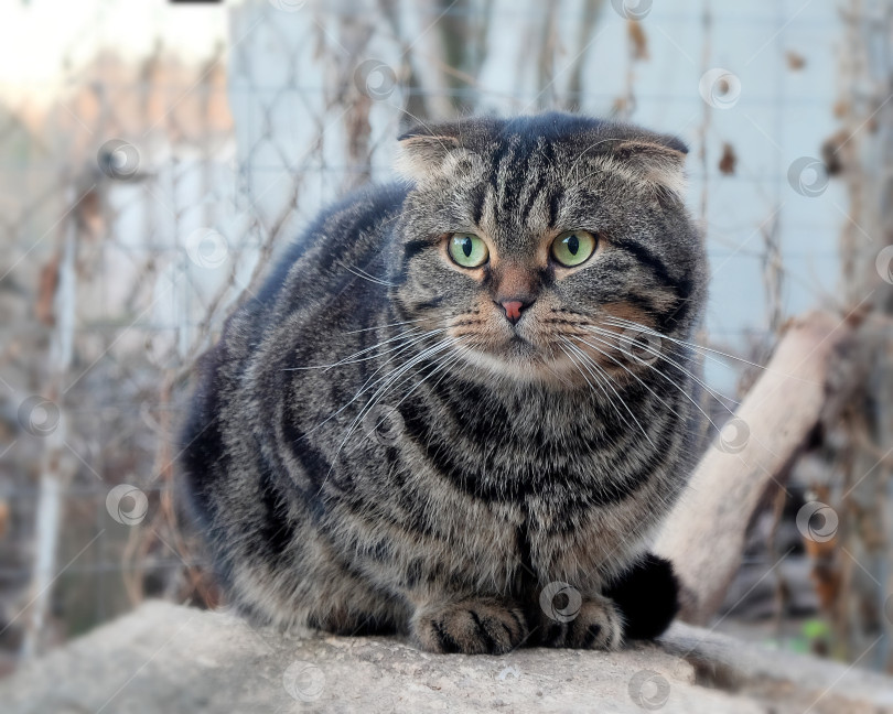 Скачать Шотландский вислоухий кот на прогулке фотосток Ozero