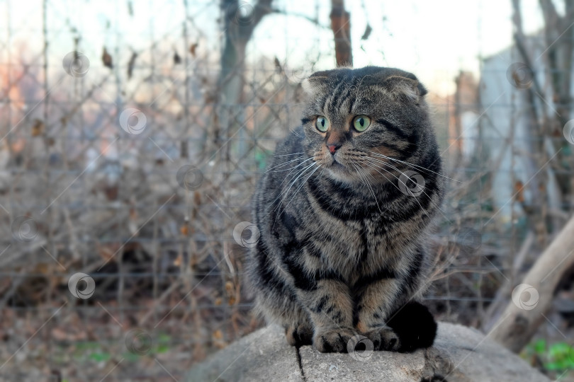 Скачать Шотландский вислоухий кот на лавке фотосток Ozero