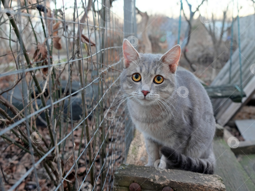 Скачать Серый кот смотрит в упор фотосток Ozero