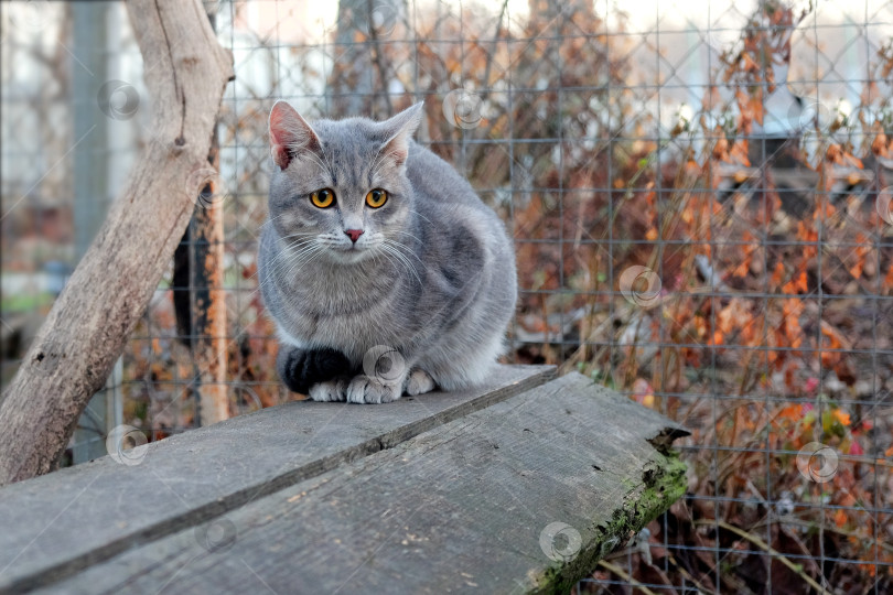 Скачать Серый кот поздней осенью фотосток Ozero