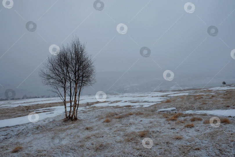 Скачать Одинокие деревья в зимних горах фотосток Ozero