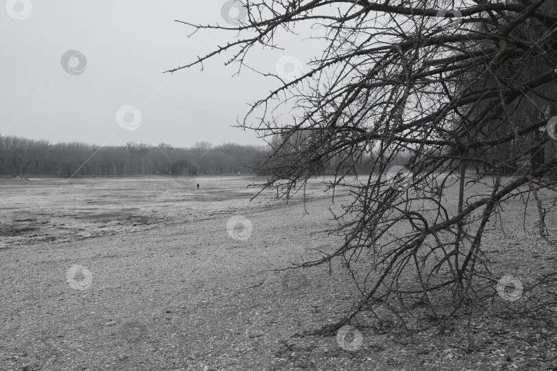 Скачать Голые ветки и спущенное озеро фотосток Ozero