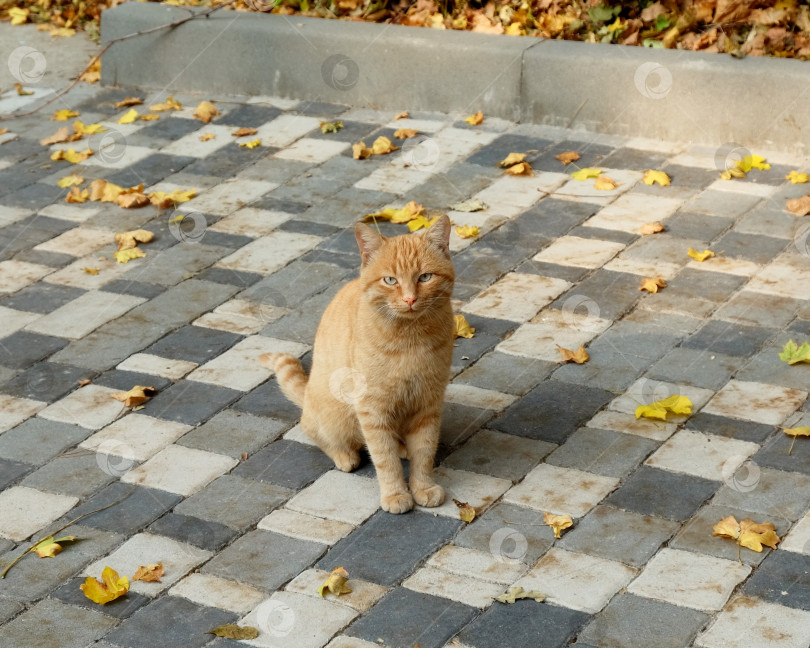 Скачать Бродячий рыжий кот золотой осенью фотосток Ozero