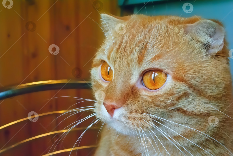 Скачать Портрет рыжей шотландской вислоухой кошки фотосток Ozero