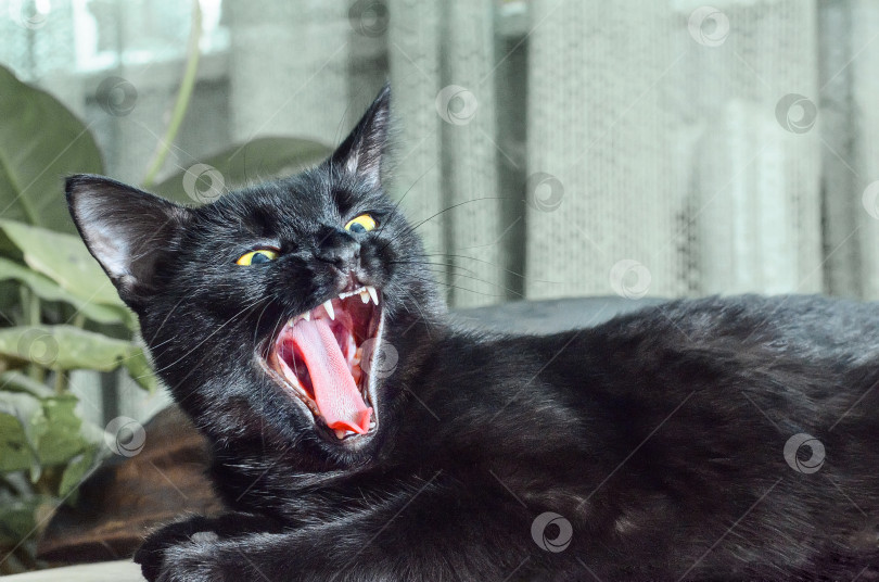 Скачать Черная кошка с разинутой пастью. Кот зевает. фотосток Ozero