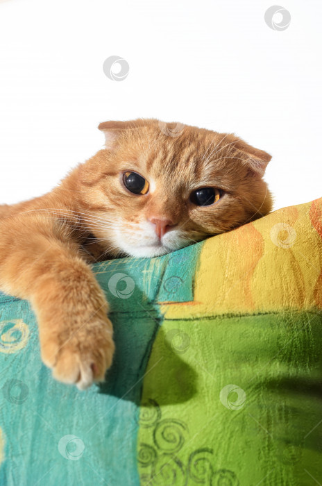 Скачать Рыжий кот, лежащий на подлокотниках кресла фотосток Ozero