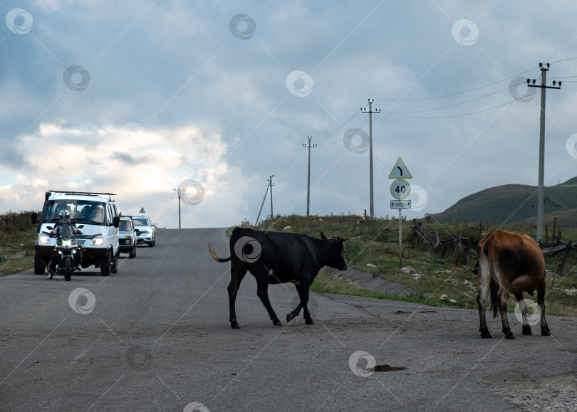 Скачать Горная дорога с коровами фотосток Ozero