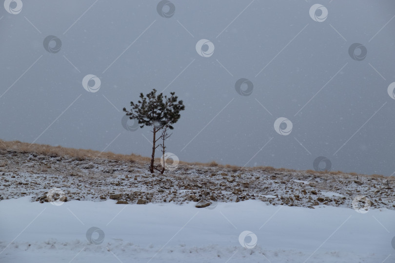 Скачать Две одинокие сосны зимой фотосток Ozero