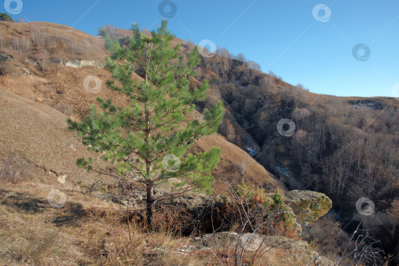 Скачать Стройная сосна в горах фотосток Ozero