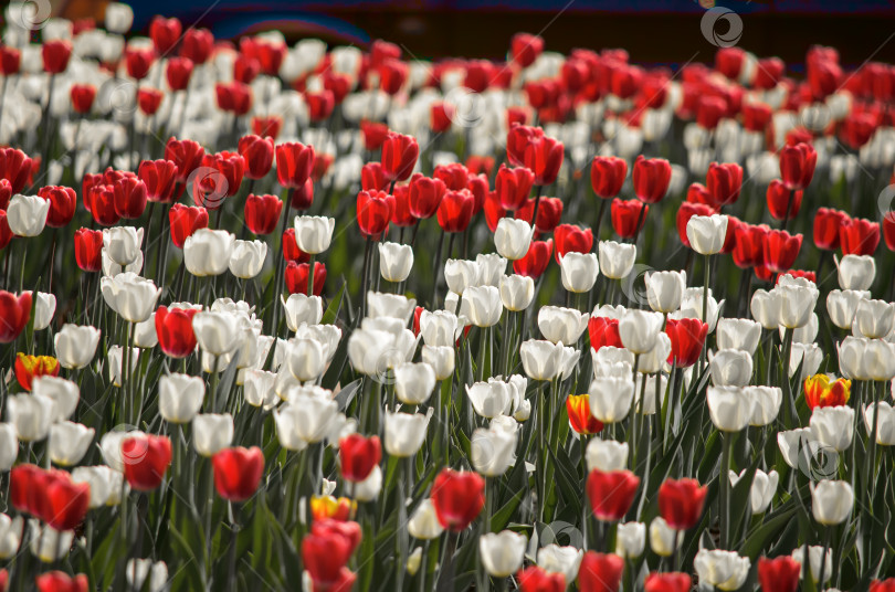 Скачать Фон из цветочных тюльпанов. Прекрасный вид на красные и белые тюльпаны и солнечный свет. поле тюльпанов фотосток Ozero