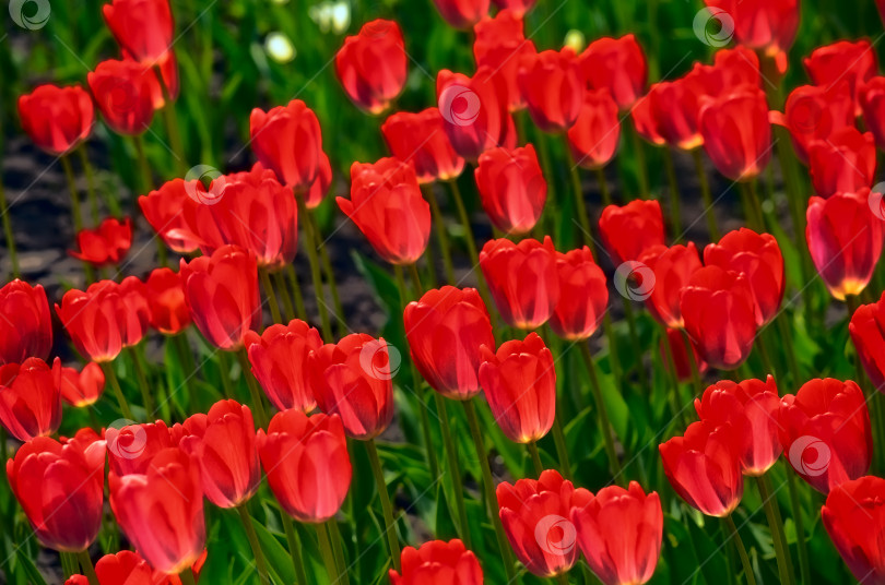 Скачать Фон из цветочных тюльпанов. Прекрасный вид на красные тюльпаны и солнечный свет. красные тюльпаны, поле тюльпанов фотосток Ozero