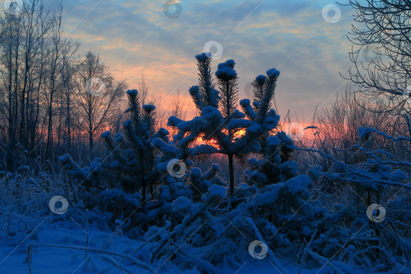 Скачать Зимний закат в лесу фотосток Ozero
