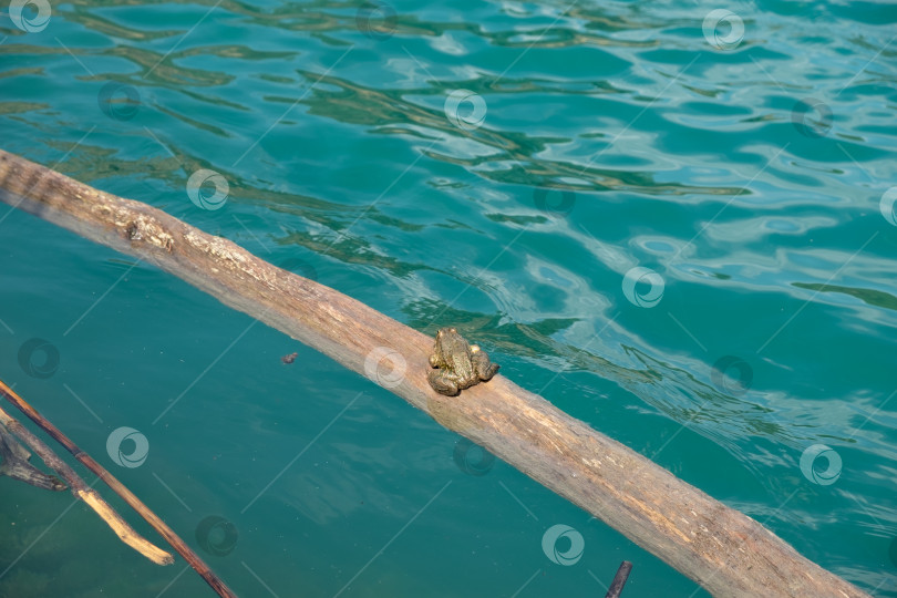 Скачать Жаба в бирюзовой воде озера фотосток Ozero