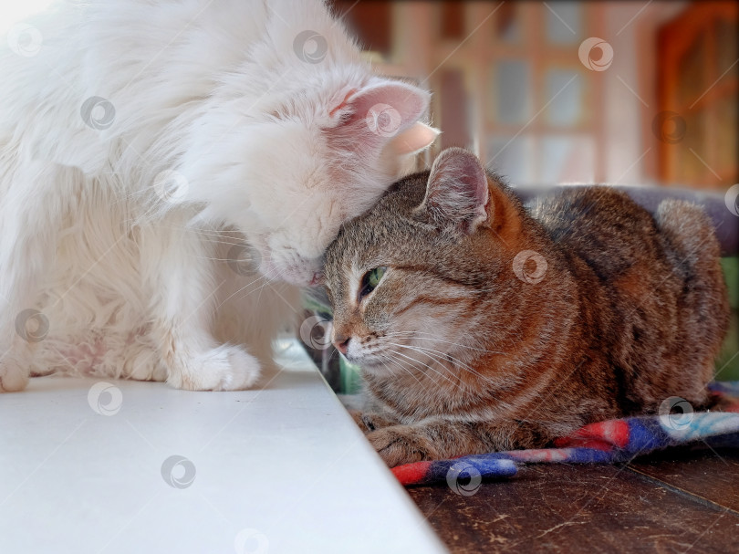 Скачать Две кошки. Ласка фотосток Ozero