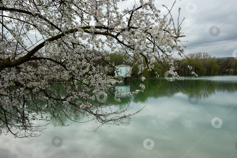 Скачать Цветение дикой алычи у озера фотосток Ozero