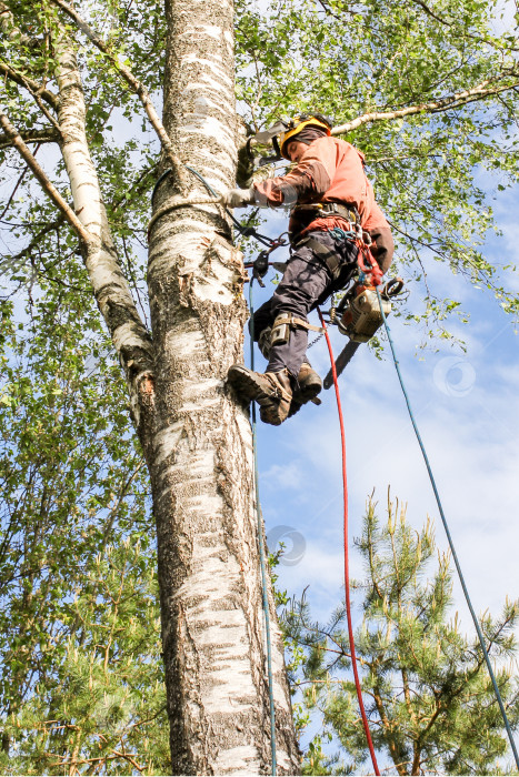 Скачать Поработайте над деревом. фотосток Ozero
