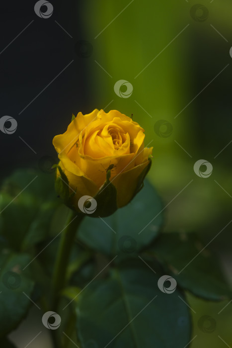 Скачать цветок роза цветет фотосток Ozero