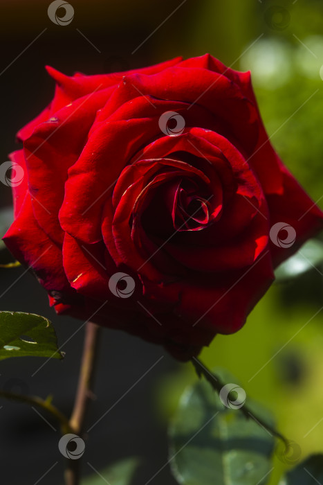 Скачать цветок роза цветет фотосток Ozero