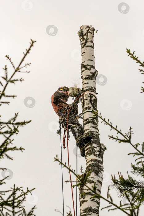 Скачать Опилки летят из-под пилы. фотосток Ozero