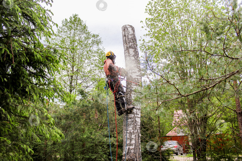 Скачать Специалист по удалению деревьев. фотосток Ozero