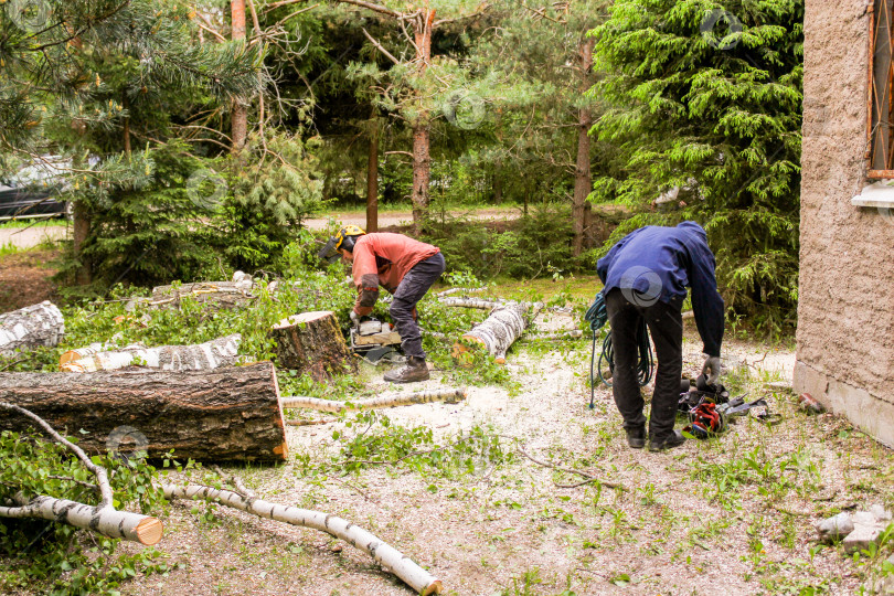 Скачать Рабочие убирают деревья по частям. фотосток Ozero